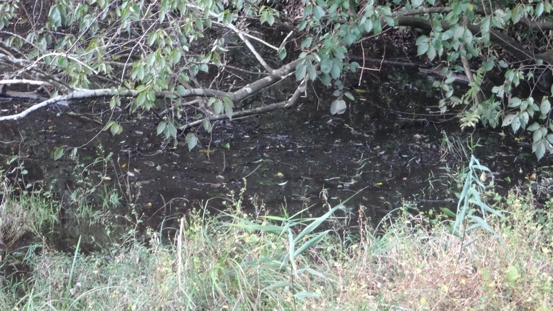 トンボ池 横浜市旭区矢指町追分市民の森