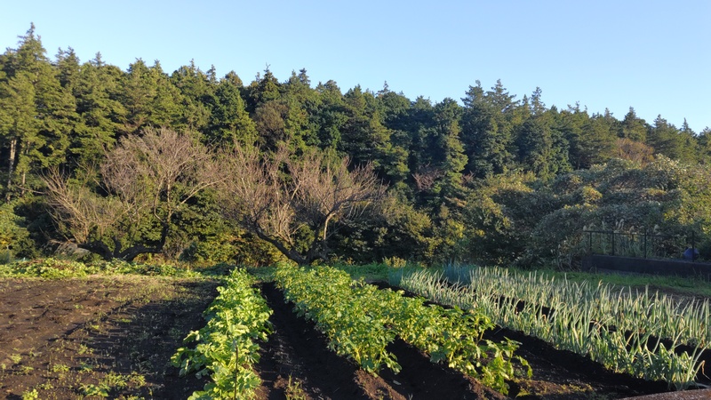 耕地 横浜市旭区矢指町追分市民の森