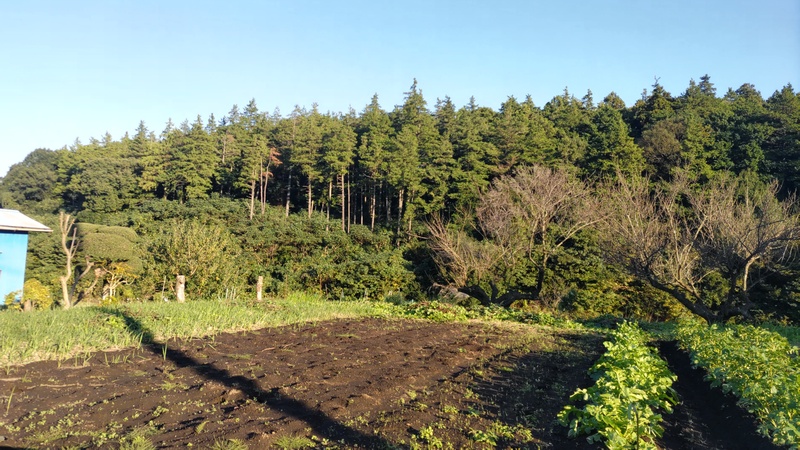 耕地 横浜市旭区矢指町追分市民の森