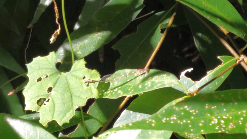 イトトンボ 横浜市旭区矢指町矢指市民の森