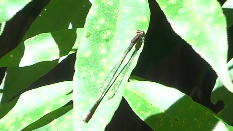 イトトンボ 横浜市旭区矢指町矢指市民の森