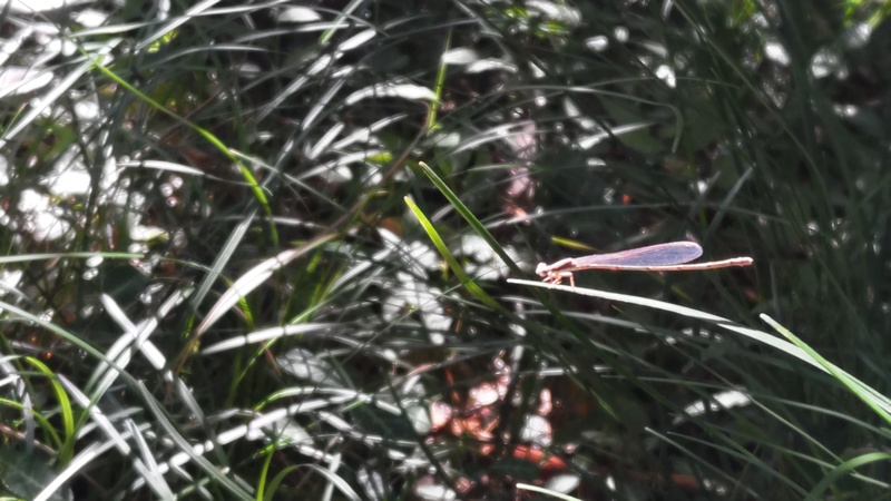 イトトンボ 横浜市旭区矢指町矢指市民の森