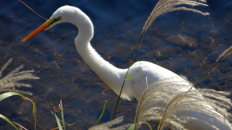 ダイサギ 横浜市旭区今宿南町