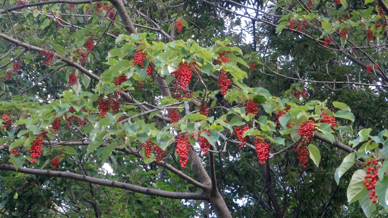 イイギリの果実 川崎市幸区さいわいふるさと公園
