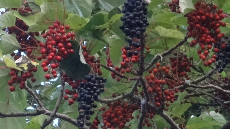 イイギリの果実 川崎市幸区さいわいふるさと公園