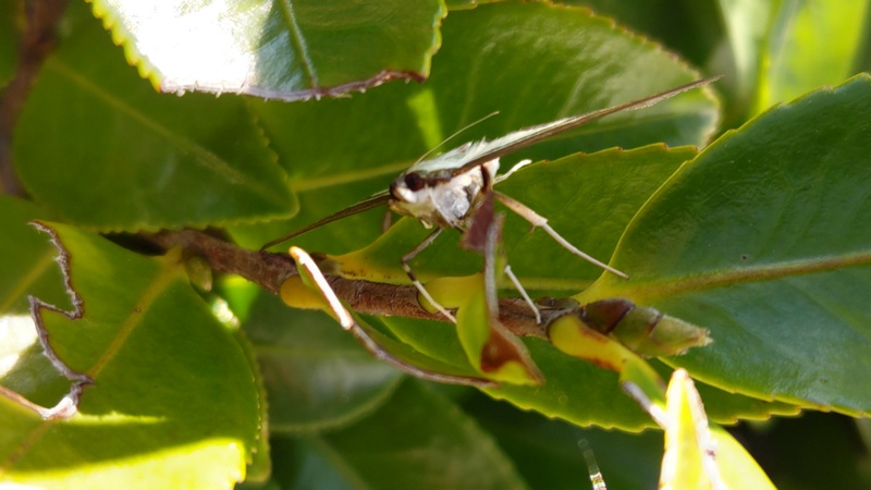 ツゲノメイガ 川崎市幸区