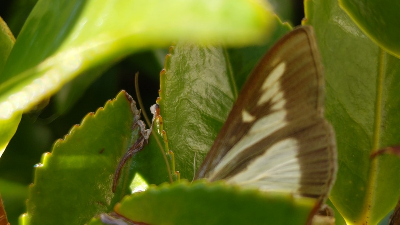 ツゲノメイガ 川崎市幸区