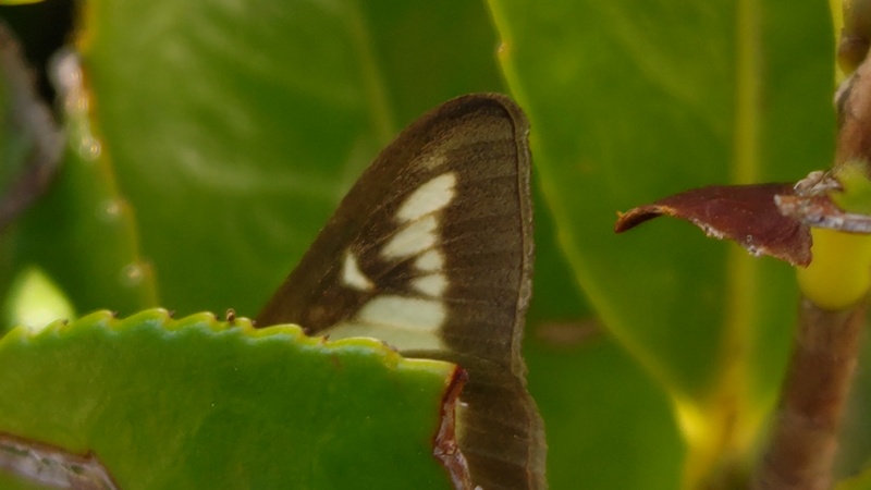 ツゲノメイガ 川崎市幸区
