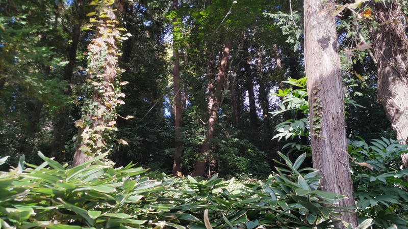 源流の森保存地区 横浜市旭区今宿南町