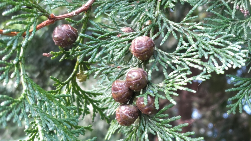 ヒノキの果実 横浜市旭区今川町今川公園