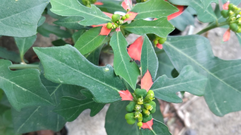 ショウジョウソウ 横浜市旭区今宿町