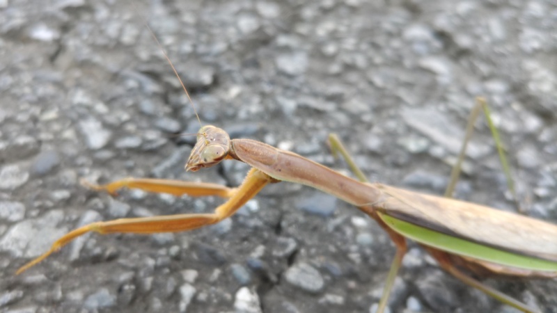 オオカマキリ 横浜市旭区今宿南町