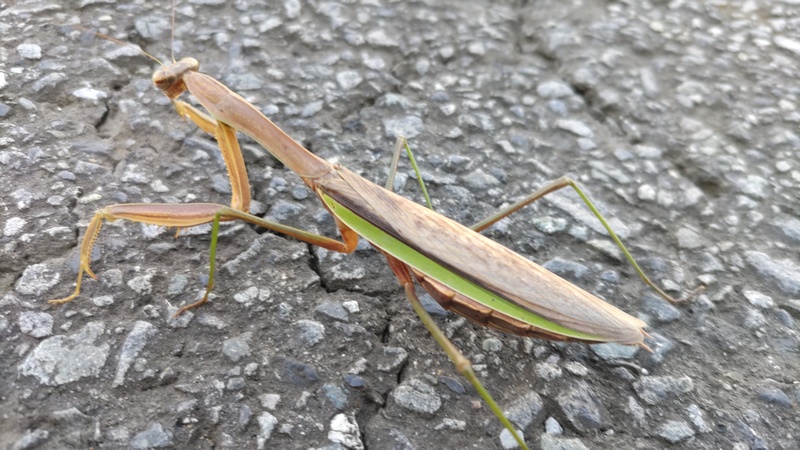 オオカマキリ 横浜市旭区今宿南町