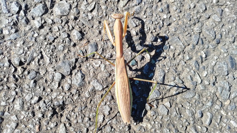 オオカマキリ 横浜市旭区今宿南町