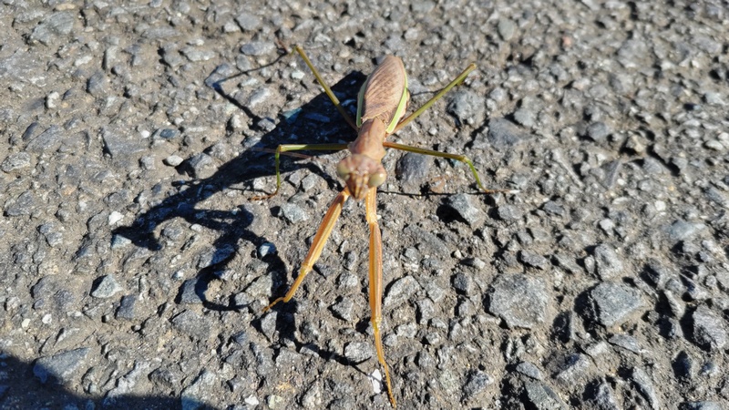 オオカマキリ 横浜市旭区今宿南町