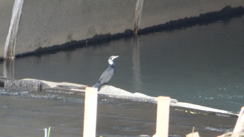 婚姻色のカワウ 横浜市旭区鶴ヶ峰本町