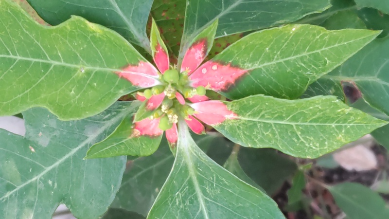 ショウジョウソウ 横浜市旭区鶴ヶ峰