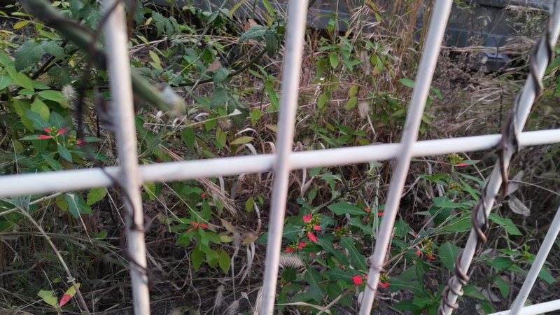 ショウジョウソウ 横浜市旭区鶴ヶ峰