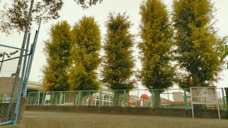 メタセコイア 横浜市泉区和泉町