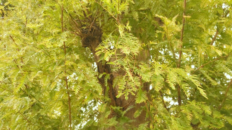 メタセコイア 横浜市泉区和泉町