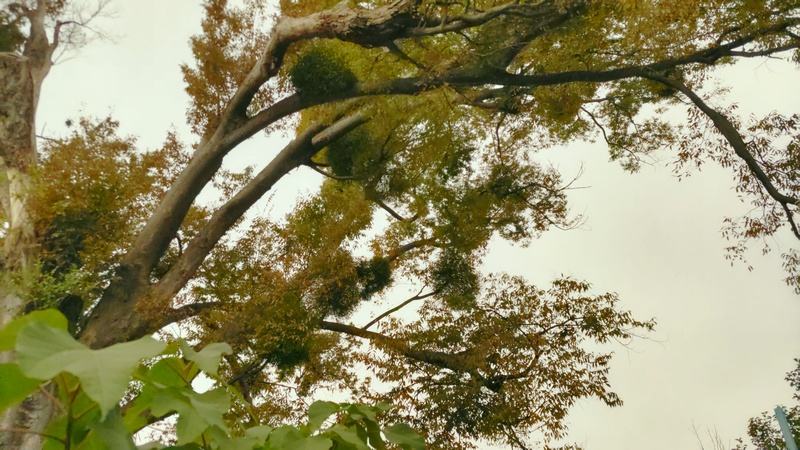 ケヤキのヤドリギ 横浜市泉区和泉町