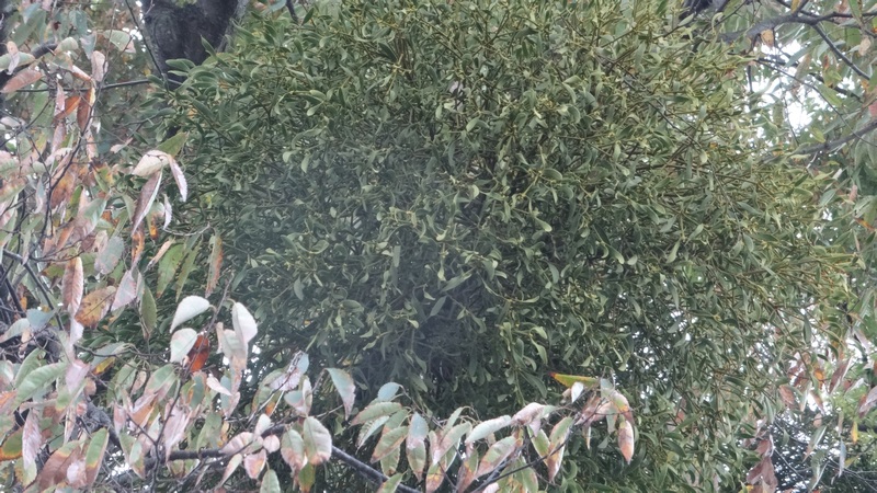 ケヤキのヤドリギ 横浜市泉区和泉町