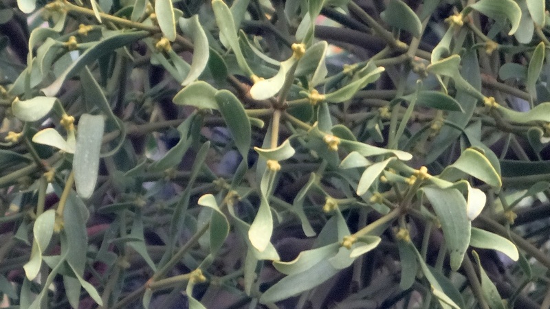 ケヤキのヤドリギ 横浜市泉区和泉町