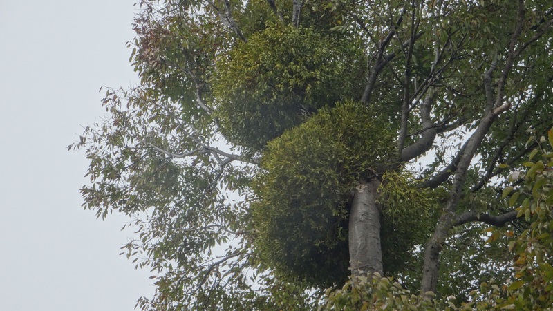 ケヤキのヤドリギ 横浜市泉区和泉町