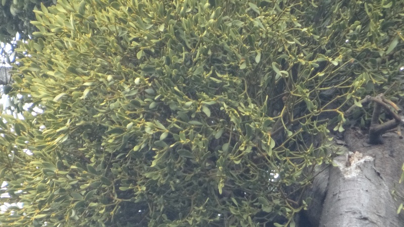 ケヤキのヤドリギ 横浜市泉区和泉町