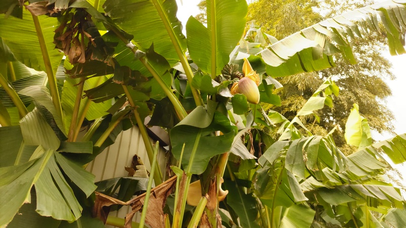 バショウの花 横浜市泉区和泉町