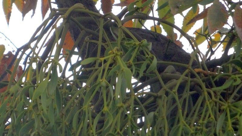 ヤドリギ 横浜市泉区和泉町