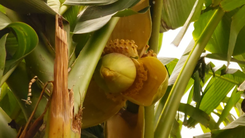 バショウの花 横浜市泉区和泉町