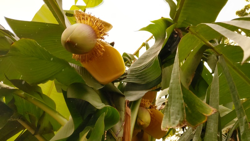 バショウの花 横浜市泉区和泉町