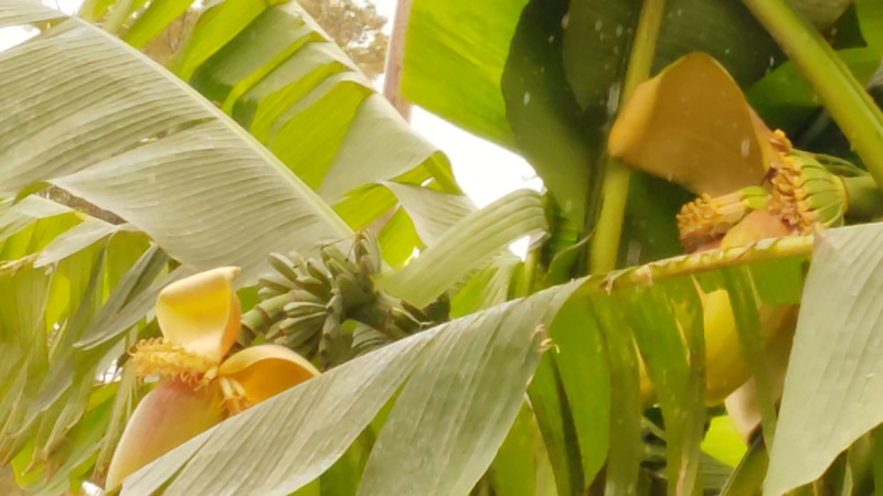 バショウの花 横浜市泉区和泉町