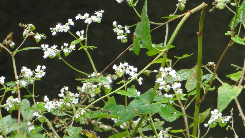 シャクチリソバ 横浜市泉区和泉町