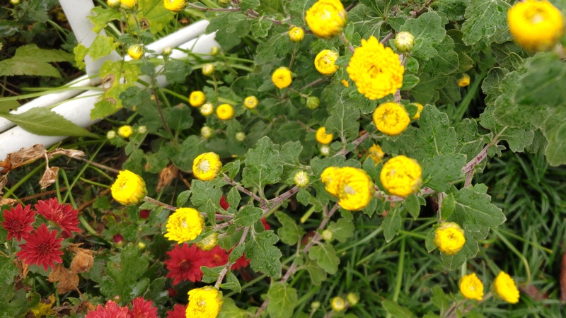 カンギクの花 横浜市泉区和泉中央北