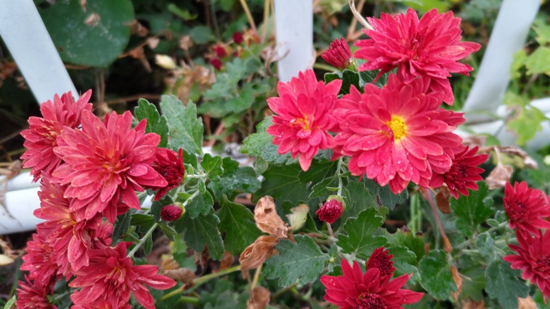 カンギクの花 横浜市泉区和泉中央北