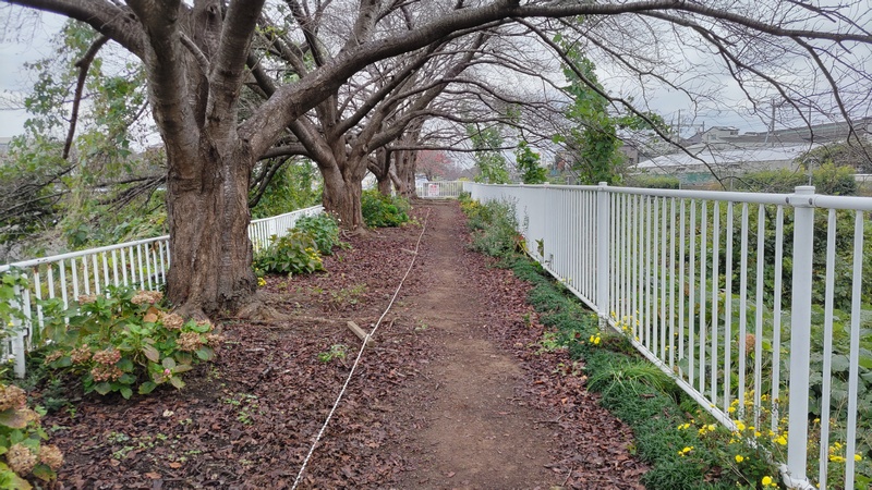 ソメイヨシノ 横浜市泉区和泉中央南