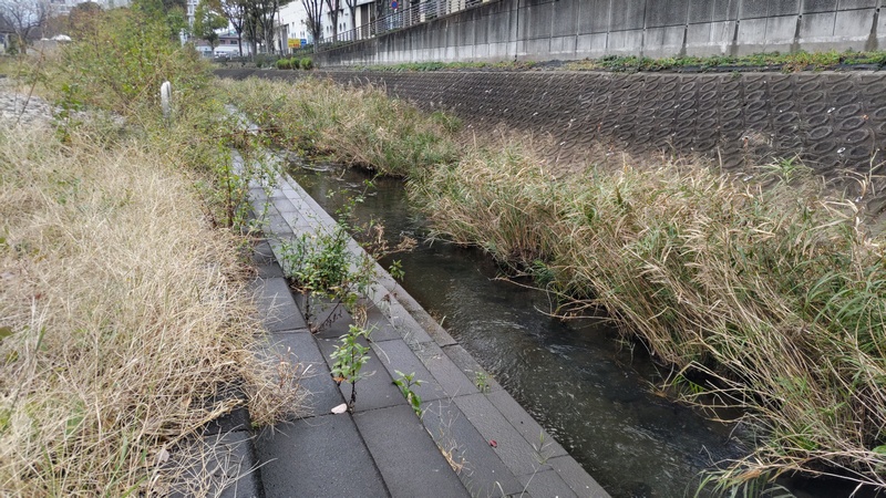 地蔵原の水辺 横浜市泉区和泉中央南