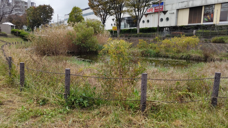地蔵原の水辺 横浜市泉区和泉中央南