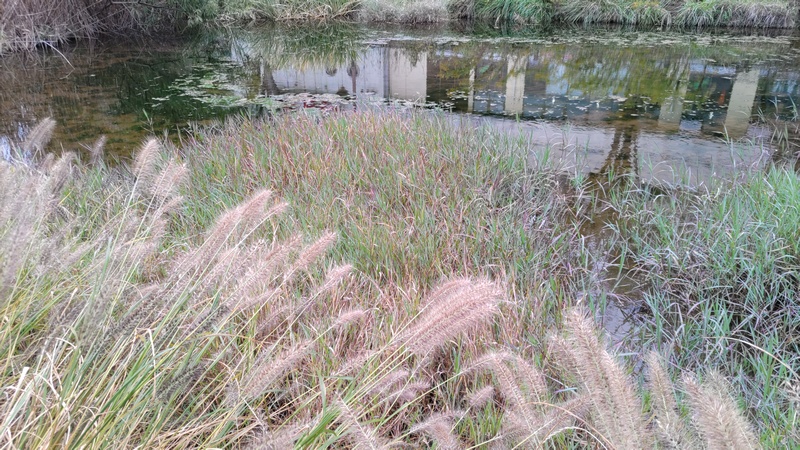 地蔵原の水辺 横浜市泉区和泉中央南