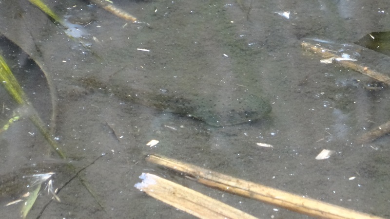 ウシガエルのオタマジャクシ 横浜市泉区和泉中央南