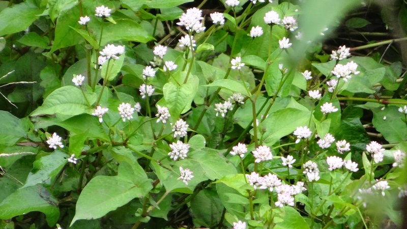 ミゾソバの花 横浜市泉区和泉中央南