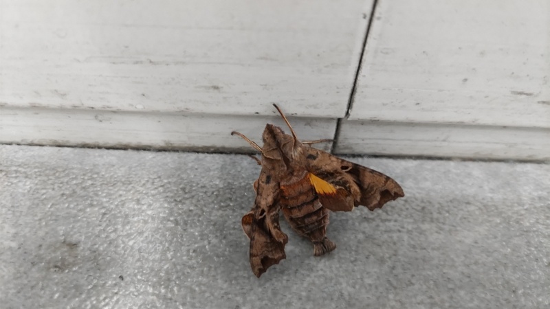 ホシヒメホウジャク 川崎市幸区