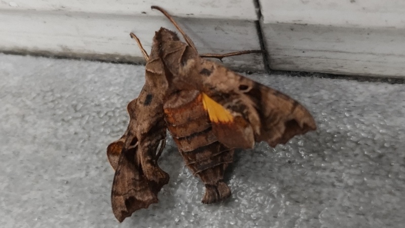 ホシヒメホウジャク 川崎市幸区