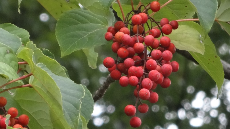 イイギリの果実 川崎市幸区さいわいふるさと公園