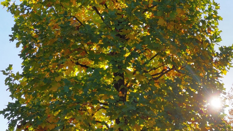 ユリノキ 川崎市幸区創造のもり