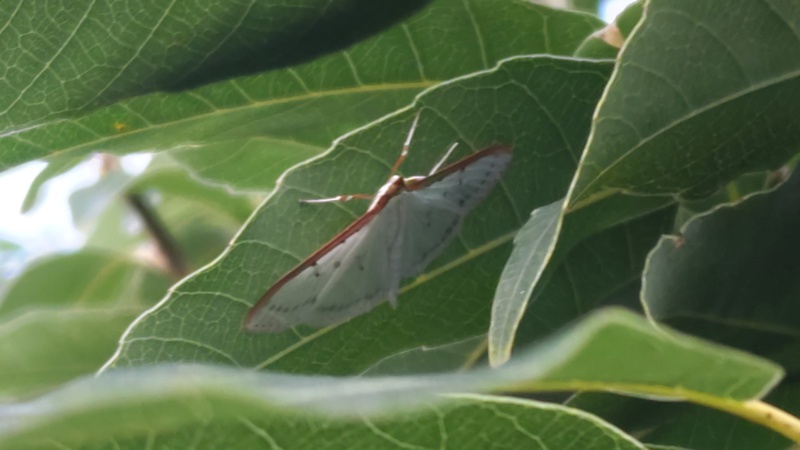 マエアカスカシノメイガ 川崎市幸区