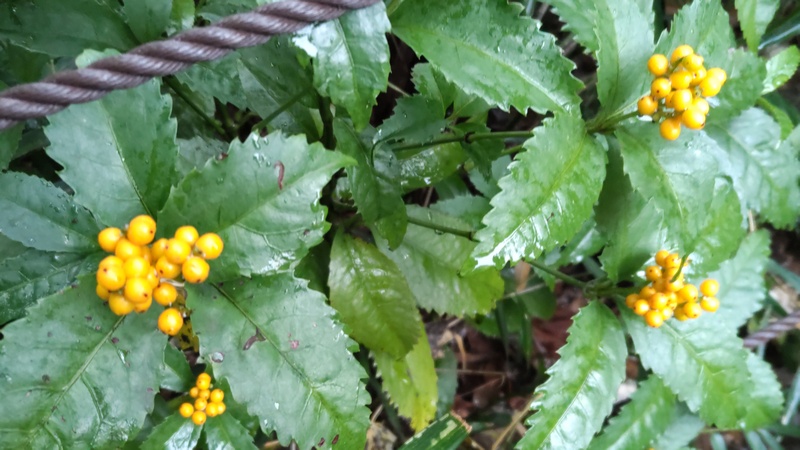 キミノセンリョウの果実 川崎市幸区さいわいふるさと公園