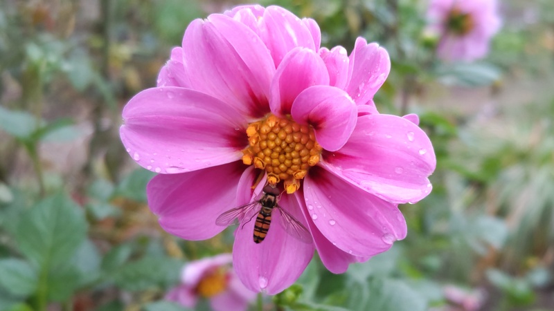 ダリアのホソヒラタアブ 川崎市幸区さいわいふるさと公園